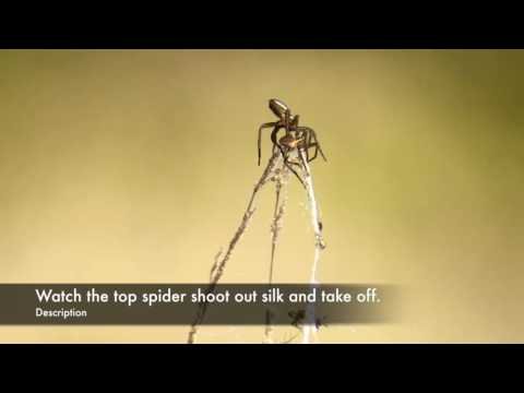 Spider Ballooning