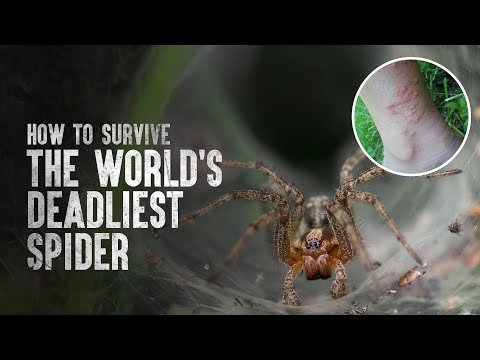 How to Survive the World’s Deadliest Spider