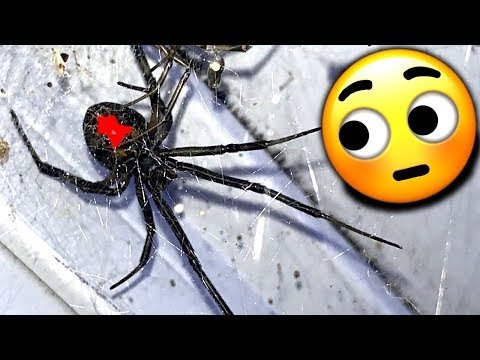 Redback Spiders Major Infestation Study Local Gym EDUCATIONAL VIDEO