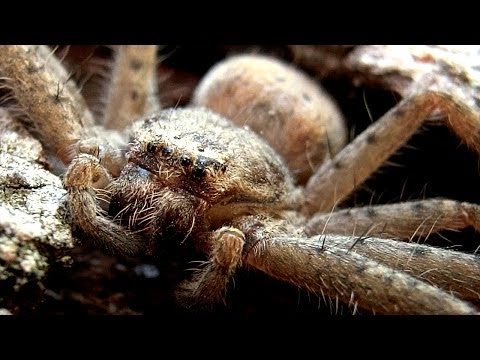 Big Spider Vs Little Dyson DC35 Stick Vacuum