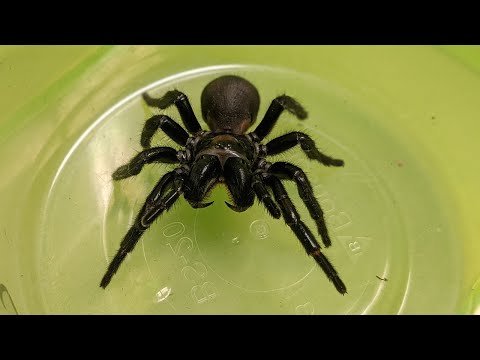 Repairing hearts with deadly spider venom