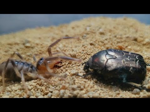 Camel Spider VS Armored beetle-can camel spider kill this beetle ?