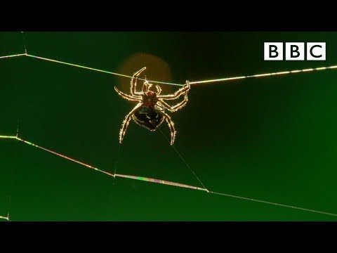 Amazing spider baffles scientists with huge web | The Hunt – BBC