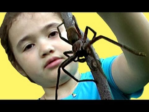 Big Spider – Amazing Spider Girl Saves Daddy