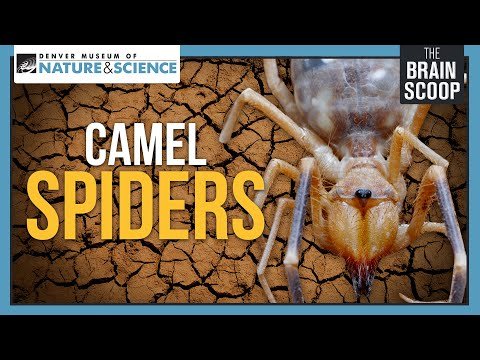 Camel Spiders: Neither Camels, nor Spiders