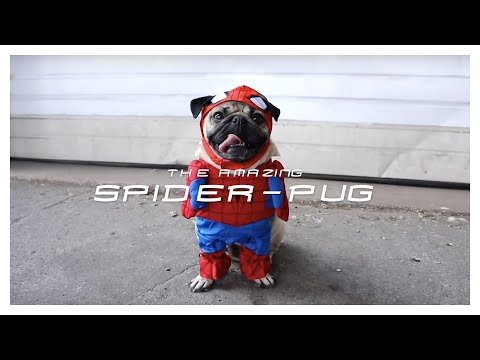 SPIDER-PUG – Doug The Pug