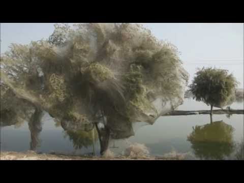 Trees Cocooned in Spider Webs After Pakistan Flood HD 2014