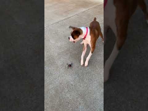 Fake Spider Bamboozles Boxer || ViralHog
