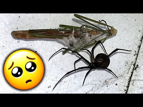 Redback Spider Roundup Trap Inspections Summer Solstice Mega Fires Educational Video