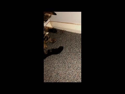 Curious Cat Throws a Spider on Face of Owner