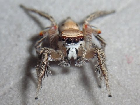 Look deep into a jumping spider’s spotted, moving eyes