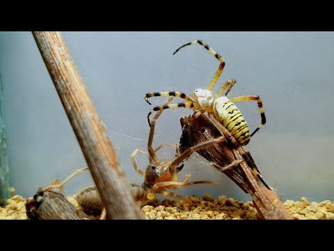 Camel spider VS Wasp spider(Argiope)