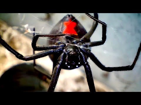 Redback Spider Vs Beetle Extreme Close Up Action AUPRO-90 Borescope Inspection Camera A First Look