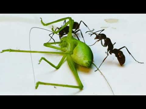 Predatory KATYDID vs ANTS – Tiny SPIDER vs MEALWORM