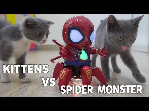 CATS vs Spider Monster | Little Kittens