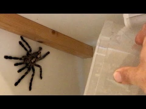 Catching a GIANT escaped spider (venomous) – DON’T WATCH AT NIGHT