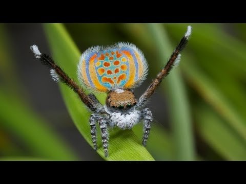 Peacock Spider 11 (Maratus pardus)