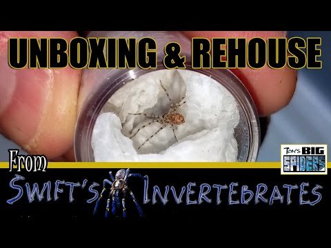 SWIFT’S INVERTS Unboxing a Wishlist Spider (and “Fun” Rehouse!)