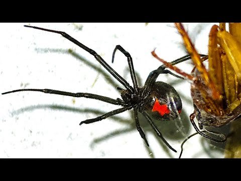 Redback Spider Barbie Feeding 2 Giant Cockroaches & Ants Spider Egg 5 EDUCATIONAL VIDEO