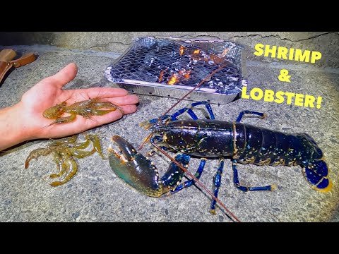 LOBSTER FORAGING – 3AM , Shrimps , Spider crabs , Cuttlefish , BBQ Lobster And Shrimps !