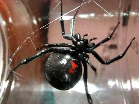 Huge Black Widow Spider