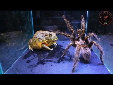 African bullfrog vs spider Tarantula (part 1). WARNING LIVE FEEDING!!
