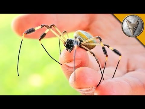 WILL IT BITE?! – BIG CREEPY SPIDER!