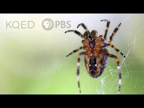 Is a Spider’s Web a Part of Its Mind? | Deep Look