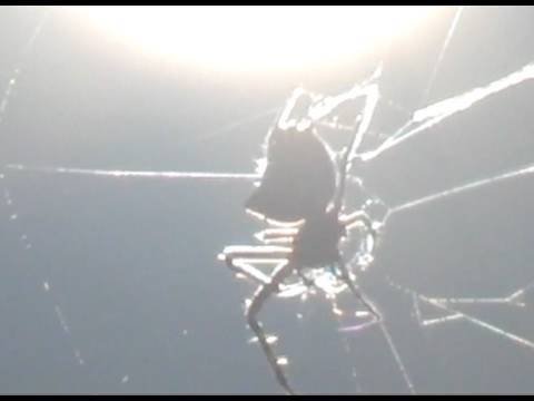 Amazing Spider Tears Down its Spider Web Crab Spider Sun Spider Spiny orb-weaver