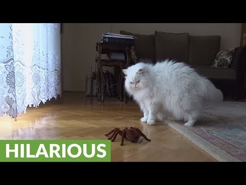 Cat hilariously reacts to remote controlled spider