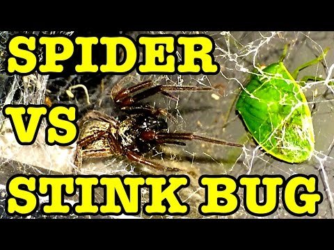 Black Spider Vs Stink Bug & Turbo Snail