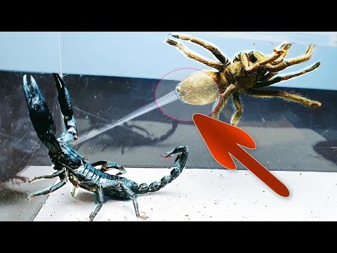 Good fight IQ big spider Tarantula vs Scorpion – TOP 10 BEST INSECT BATTLES