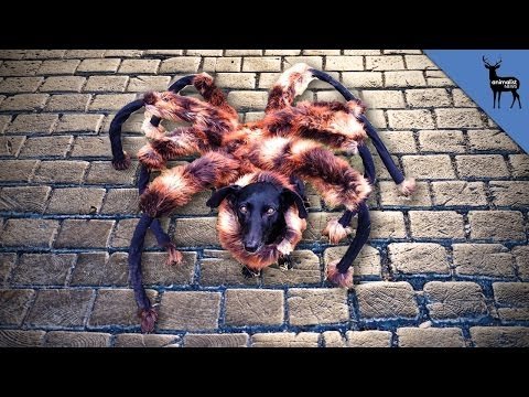 Mutant Giant Spider Dog Real?