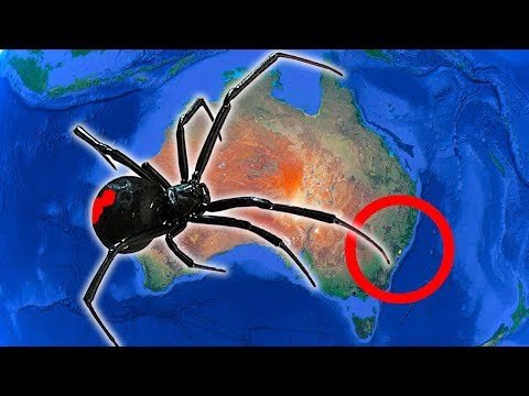 Redback Spider Car Wreck Winter Revisit Google Maps & Shock Discovery EDUCATIONAL VIDEO