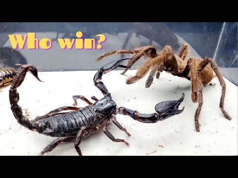 What would be like if BIG SPIDER meets SCORPION – MMA Kombat Insects