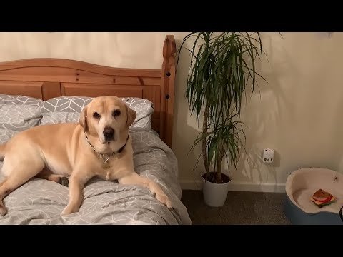 Fearless dogs help owner by catching huge spider in the house