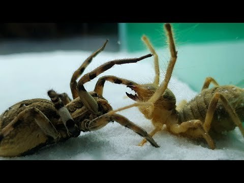 Camel spider VS Largest wolf spider