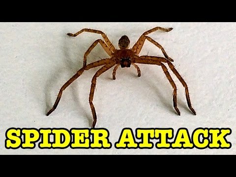 Spider Attack Warning Graphic Fear Of Spiders Content