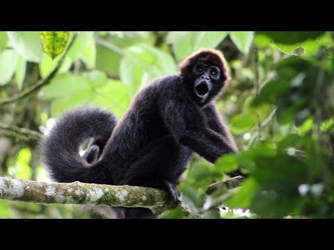 The Spider Monkeys of Ecuador | My Place on Earth | BBC Earth