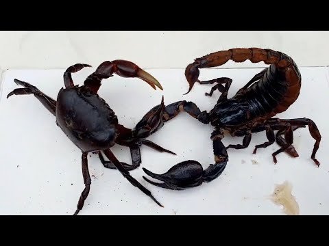 Black SCORPION vs CRAB vs SPIDER – MORTAL KOMBAT Insects