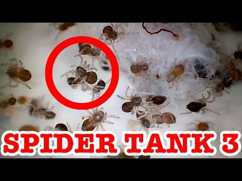 Redback Spider Tank 3 Black House Spiders Added EDUCATIONAL VIDEO Part 5