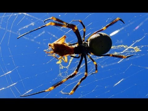 Killer Spider Slow Motion Beauty – Amazing!