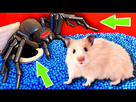 Spider Maze – Cute Hamster pets Maze #hamsterstories #mazediytraps