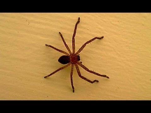 Big Spider Growing Fast Classic Huntsman Style – Kill It Now?