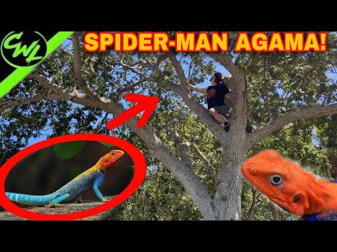 CATCHING AFRICAN SPIDER-MAN AGAMAS!!!