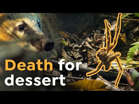 Why this Spider Shouldn’t be the Coati’s Favorite Snack