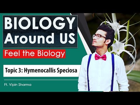 Hymenocallis speciosa (Beach Spider Lily) | Biology Around Us | Beautiful Nature | Topic-3