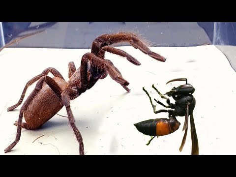 Big SPIDER Tarantula vs HORNET, what if they meet in real life?