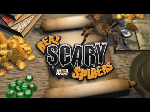 Real Scary Spiders Android GamePlay Trailer (HD) [Game For Kids]