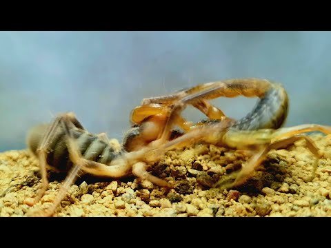 Camel spider VS Scorpion-What will happen ?